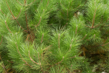 Ветки вечнозеленого хвойного дерева сосны или кедра © Andrey Lapshin