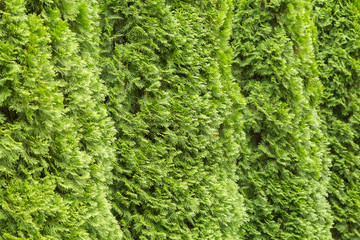 Кустарники туи в парке