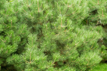 Хвойное дерево, сосна или кедр © Andrey Lapshin