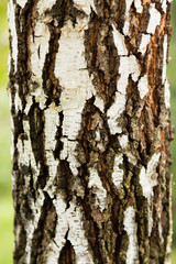 Кора березы