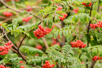 Дерево рябины с яркими ягодами
