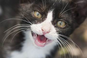 Black and white young cat meowing