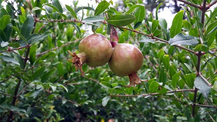 Non Ripe Green Pomegranate Fruit on Tree Branch.