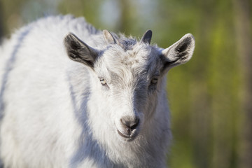 Baby goat portrait with details
