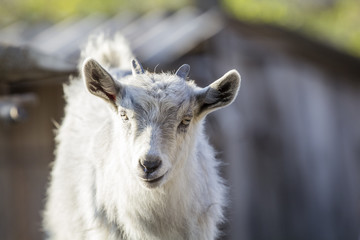 Fototapeta premium Baby goat portrait with details