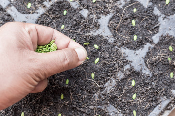 Closeup of a males hand planting seeds