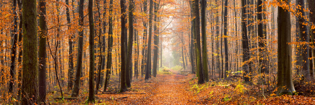 Fototapeta Wald Panorama im Herbst