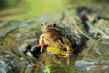 Żaba, ropucha błotna siedzi w wodzie.