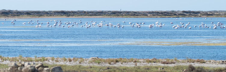 Flamants roses 