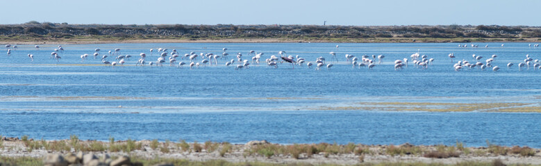 Flamants roses, Gruissan