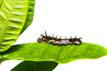 Caterpillar of the commander butterfly