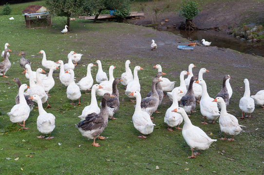 Goose geese bio natural farm herd flock outdoor outside