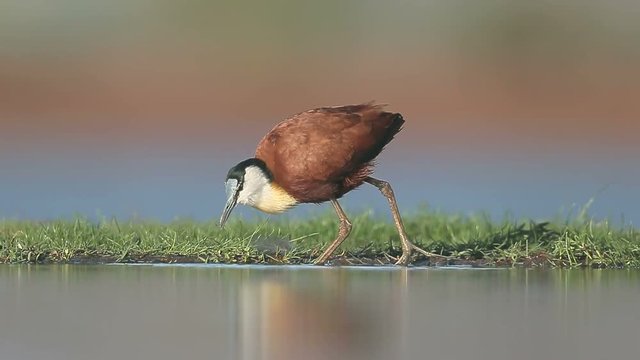 African jacana, Actophilornis africanus, single bird in water,       South Africa, August 2016