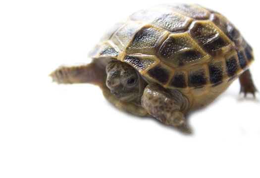Closeup of a Russian box tortoise isolated in front of a white background.