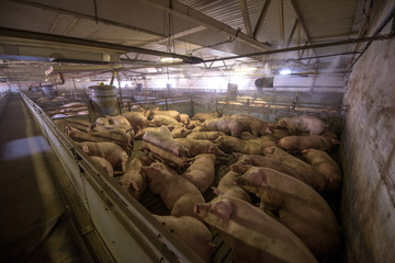 Pigs at a factory