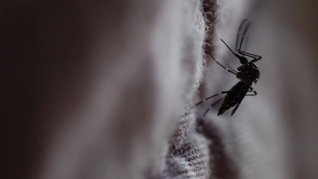 Closeup shot of Mosquito on fabric
