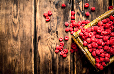 Wild raspberries in the basket.