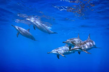 Crédence de cuisine en verre imprimé Dauphin 5 dauphins