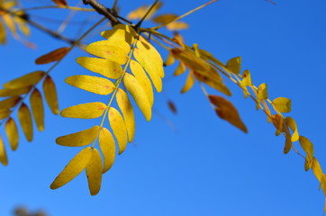 Yellow Autumn leaves of Sunburst Honey Locust tree