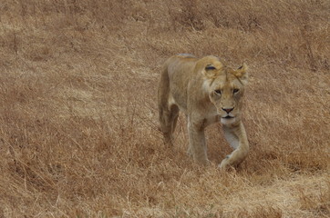 Lion dans la savane en Afrique
