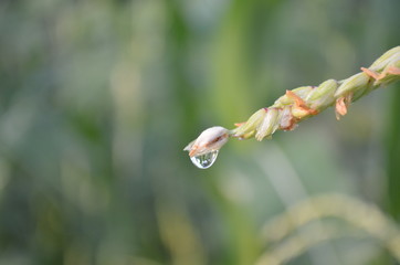 Closeup of dew drop on corn tassel in the early morning
