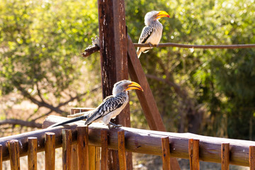 Tockus leucomelas from South Africa, Pilanesberg National Park