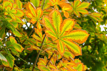 Увядающие листья конского каштана