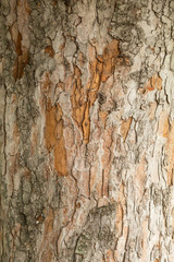 Ствол и кора конского каштана