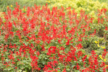 Сальвия (шалфей) в городском парке в сентябре