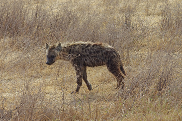 Hyène dans la savane en Afrique
