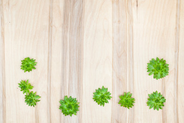 Sempervivum flower collage composition at wooden desk