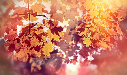 Naklejka na ściany i meble Beautiful autumn tree lit by sun rays - beautiful autumn leaves
