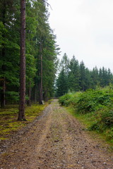 Road in autumn forest after rain.