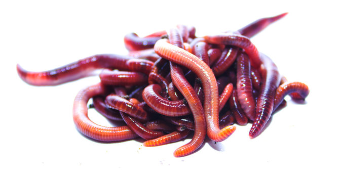 earthworm on a white background
