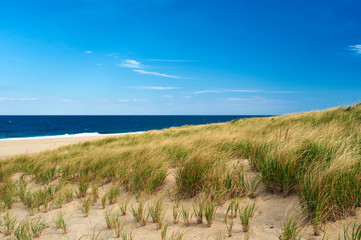Fototapeta na wymiar Landscape with sand dunes at Cape Cod