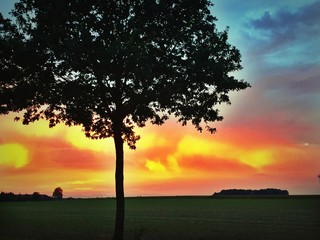 Prächtiges Farbenspiel am Himmel - im Vordergrund ein Baum