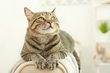 Grey tabby cat lying on backrest against blurred background