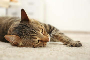 Grey tabby cat lying on beige carpet