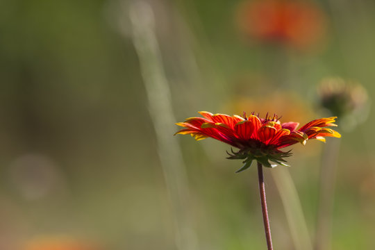Strohblume, Makro mit Textfreifl&auml;che