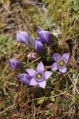 Gentianella bulgarica, Cuckoo language - flowers that grow at an altitude of 2000-2300 m