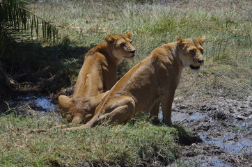 Fototapeta na wymiar Lion en Afrique