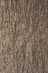 Naklejka premium Bark Wood Texture