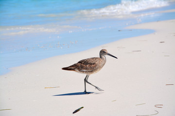 Anna Maria Island - Floride / Florida - USA