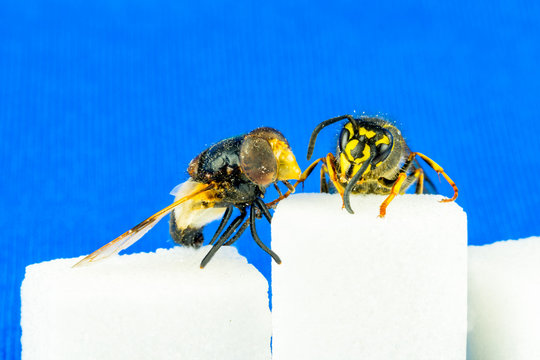 Close up of rough fly and a wasp sitting on sugar cubes next to each other with blue background.