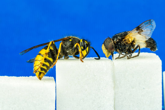 Close up of rough fly and a wasp sitting on sugar cubes next to each other with blue background. Profile view.
