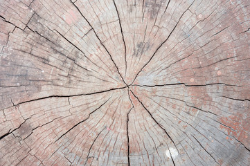 Old natural wood texture of cut tree trunk