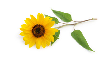 Sonnenblume