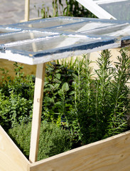 Urban Garden and Farming in the City in Summertime