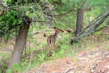 Deer at forest