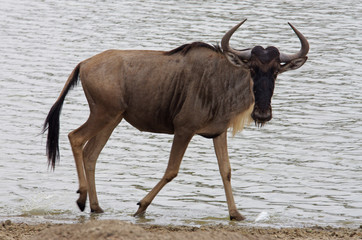 gnou au bord de l'eau en Afrique